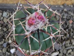 Echinocactus horizonthalonius aff. Puerto Madero, pot 5,5 cm - 12408248