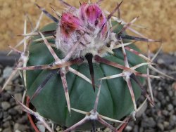 Echinocactus horizonthalonius aff. Puerto Madero, pot 5,5 cm