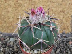 Echinocactus horizonthalonius aff. Puerto Madero, pot 5,5 cm - 12408250
