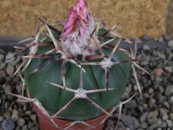 Echinocactus horizonthalonius aff. Puerto Madero, pot 5,5 cm - 12408251