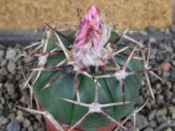 Echinocactus horizonthalonius aff. Puerto Madero, pot 5,5 cm - 12408252