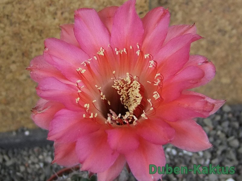 Echinopsis hybrid pot 5,5 cm
