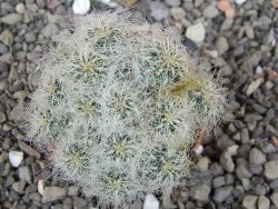 Sulcorebutia hertusii Zudaňes, pot 5,5 cm - 12408285