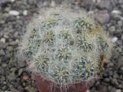 Sulcorebutia hertusii Zudaňes, pot 5,5 cm