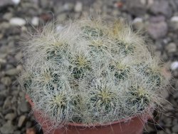 Sulcorebutia hertusii Zudaňes, pot 5,5 cm - 12408287