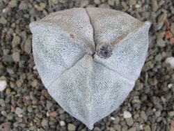 Astrophytum coahuilense tricostatum XL pot 5,5 cm