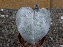 Astrophytum coahuilense tricostatum XL pot 5,5 cm - 12408294