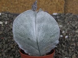 Astrophytum coahuilense tricostatum XL pot 5,5 cm - 12408295