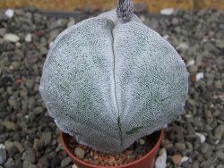 Astrophytum coahuilense tricostatum XL pot 5,5 cm - 12408296