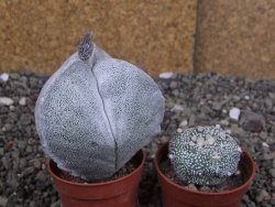 Astrophytum coahuilense tricostatum XL pot 5,5 cm - 12408297