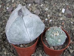 Astrophytum coahuilense tricostatum XL pot 5,5 cm - 12408298