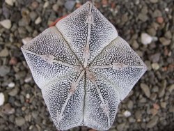 Astrophytum Onzuko, pot 5,5 cm - 12408299