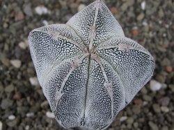 Astrophytum Onzuko, pot 5,5 cm - 12408300