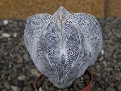 Astrophytum Onzuko, pot 5,5 cm