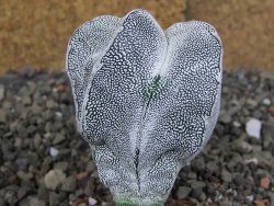 Astrophytum Onzuko, pot 5,5 cm - 12408302