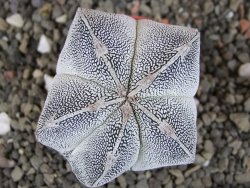 Astrophytum Onzuko, pot 5,5 cm - 12408303