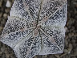 Astrophytum Onzuko, pot 5,5 cm - 12408304