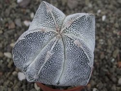 Astrophytum Onzuko, pot 5,5 cm - 12408305