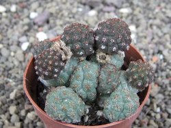 Puna bonniae pot 6,5 cm - 12408334