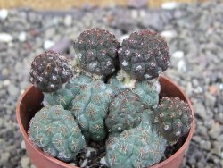 Puna bonniae pot 6,5 cm