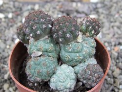 Puna bonniae pot 6,5 cm - 12408336