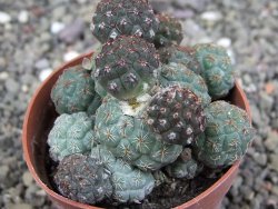 Puna bonniae pot 6,5 cm - 12408337