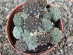 Puna bonniae pot 6,5 cm - 12408338