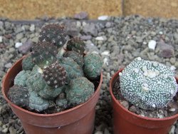 Puna bonniae pot 6,5 cm - 12408339