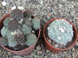 Puna bonniae pot 6,5 cm - 12408340