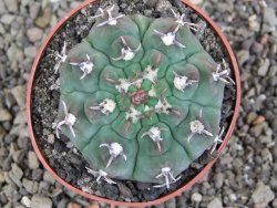 Gymnocalycium vatteri unguispinum, pot 6,5 cm - 12408347