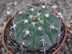 Gymnocalycium vatteri unguispinum, pot 6,5 cm