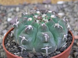 Gymnocalycium vatteri unguispinum, pot 6,5 cm - 12408349