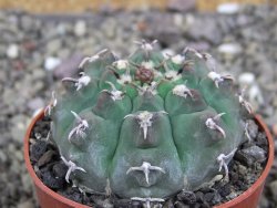 Gymnocalycium vatteri unguispinum, pot 6,5 cm - 12408350