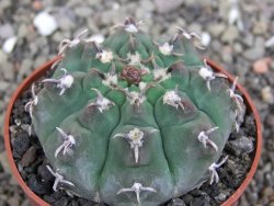Gymnocalycium vatteri unguispinum, pot 6,5 cm - 12408351