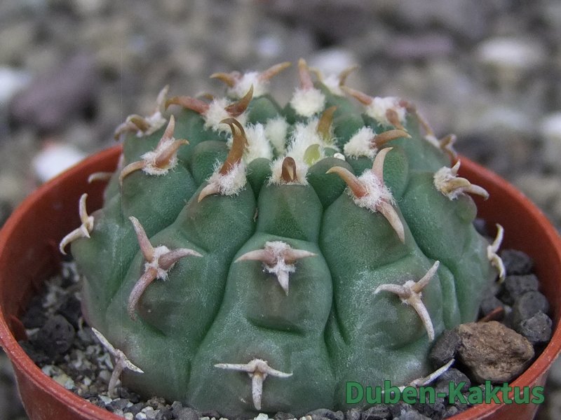 Gymnocalycium vatteri unguispinum, pot 6,5 cm