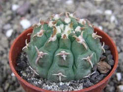 Gymnocalycium vatteri unguispinum, pot 6,5 cm - 12408352