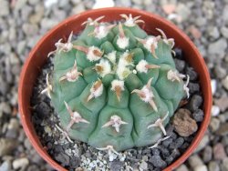 Gymnocalycium vatteri unguispinum, pot 6,5 cm - 12408353
