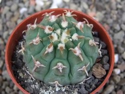 Gymnocalycium vatteri unguispinum, pot 6,5 cm - 12408355