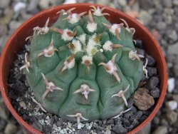 Gymnocalycium vatteri unguispinum, pot 6,5 cm - 12408356