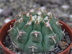 Gymnocalycium vatteri unguispinum, pot 6,5 cm