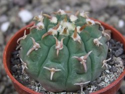 Gymnocalycium vatteri unguispinum, pot 6,5 cm - 12408358