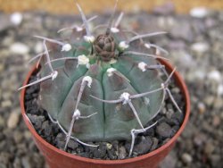 Gymnocalycium vatteri, pot 6,5 cm - 12408359