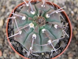 Gymnocalycium vatteri, pot 6,5 cm - 12408360
