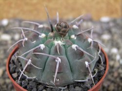 Gymnocalycium vatteri, pot 6,5 cm - 12408361
