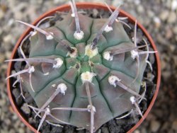 Gymnocalycium vatteri, pot 6,5 cm