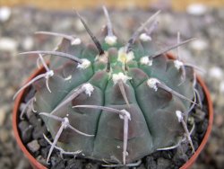 Gymnocalycium vatteri, pot 6,5 cm - 12408364