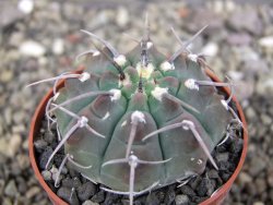 Gymnocalycium vatteri, pot 6,5 cm - 12408365