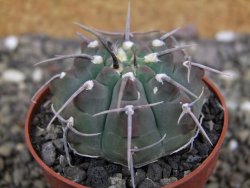 Gymnocalycium vatteri, pot 6,5 cm - 12408366