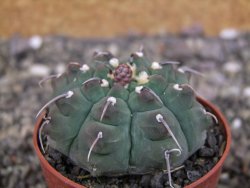 Gymnocalycium vatteri, pot 6,5 cm - 12408367