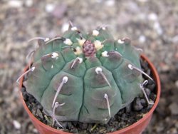 Gymnocalycium vatteri, pot 6,5 cm - 12408369